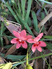 Freesia laxa