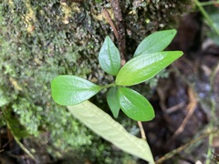 Columnea