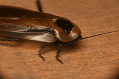 Blaberus