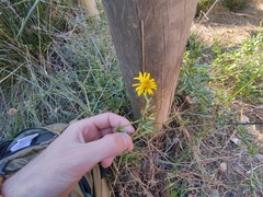 Limbarda crithmoides