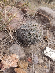 Coryphantha radians