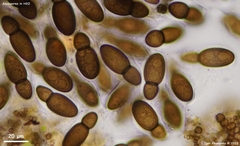 Splanchnonema ampullaceum