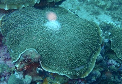 Amplexidiscus fenestrafer