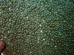 Amplexidiscus fenestrafer