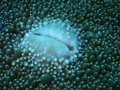 Amplexidiscus fenestrafer