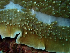 Amplexidiscus fenestrafer