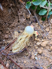 Calostoma lutescens