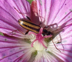 Neoeutrapela