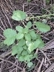 Hesperocnide tenella