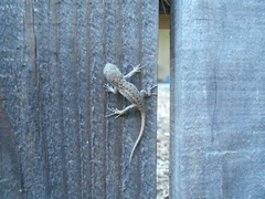 Sceloporus occidentalis