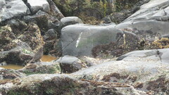 Cinclodes antarcticus