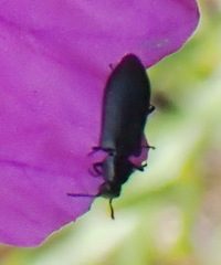 Dasytinae