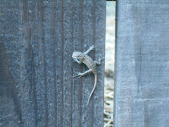 Sceloporus occidentalis