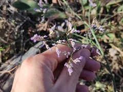 Limonium narbonense