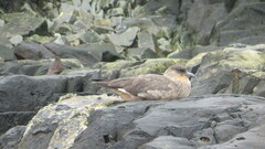 Stercorarius chilensis