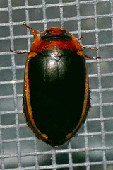 Hydaticus bimarginatus