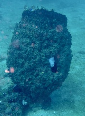 Ircinia colossa