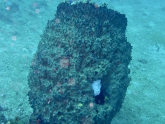 Ircinia colossa