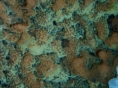 Ircinia colossa
