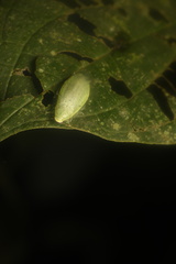 Panchlora