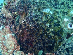 Ircinia colossa