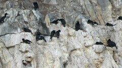 Leucocarbo magellanicus