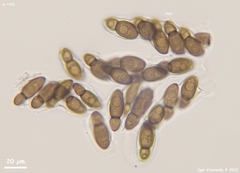 Splanchnonema ampullaceum