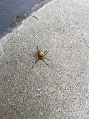 Latrodectus geometricus