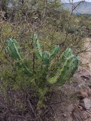 Myrtillocactus geometrizans
