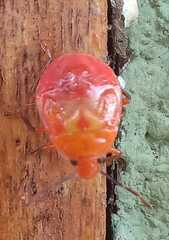 Supputius cincticeps