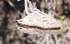 Leptotes pirithous pirithous