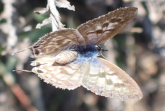 Leptotes pirithous pirithous