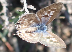 Leptotes pirithous pirithous
