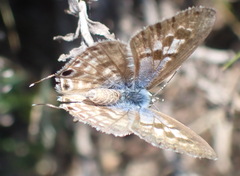 Leptotes pirithous pirithous