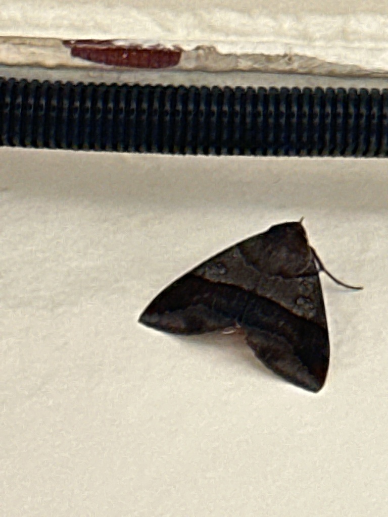 Thyas miniacea