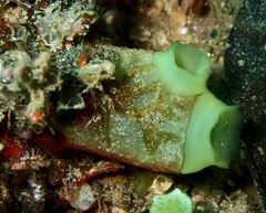 Rhopalaea crassa
