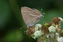 Satyrium spini