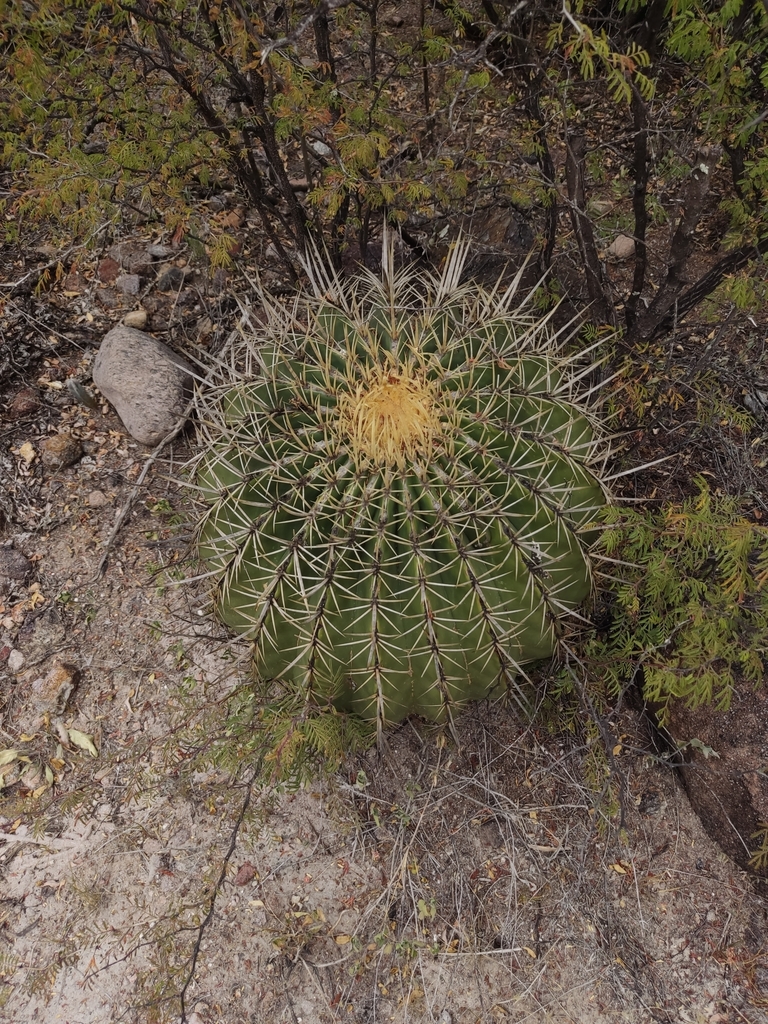Ferocactus histrix