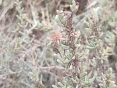 Limbarda crithmoides