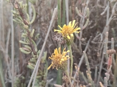 Limbarda crithmoides