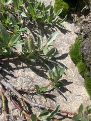 Salix petrophila