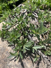 Salix petrophila