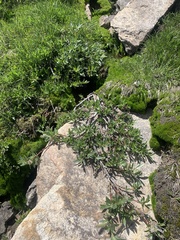 Salix petrophila