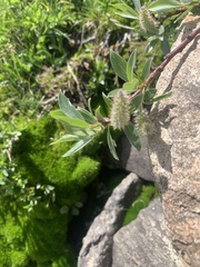 Salix petrophila
