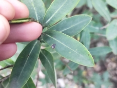 Bupleurum fruticosum