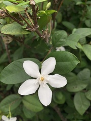 Wrightia antidysenterica