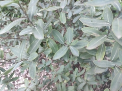 Bupleurum fruticosum