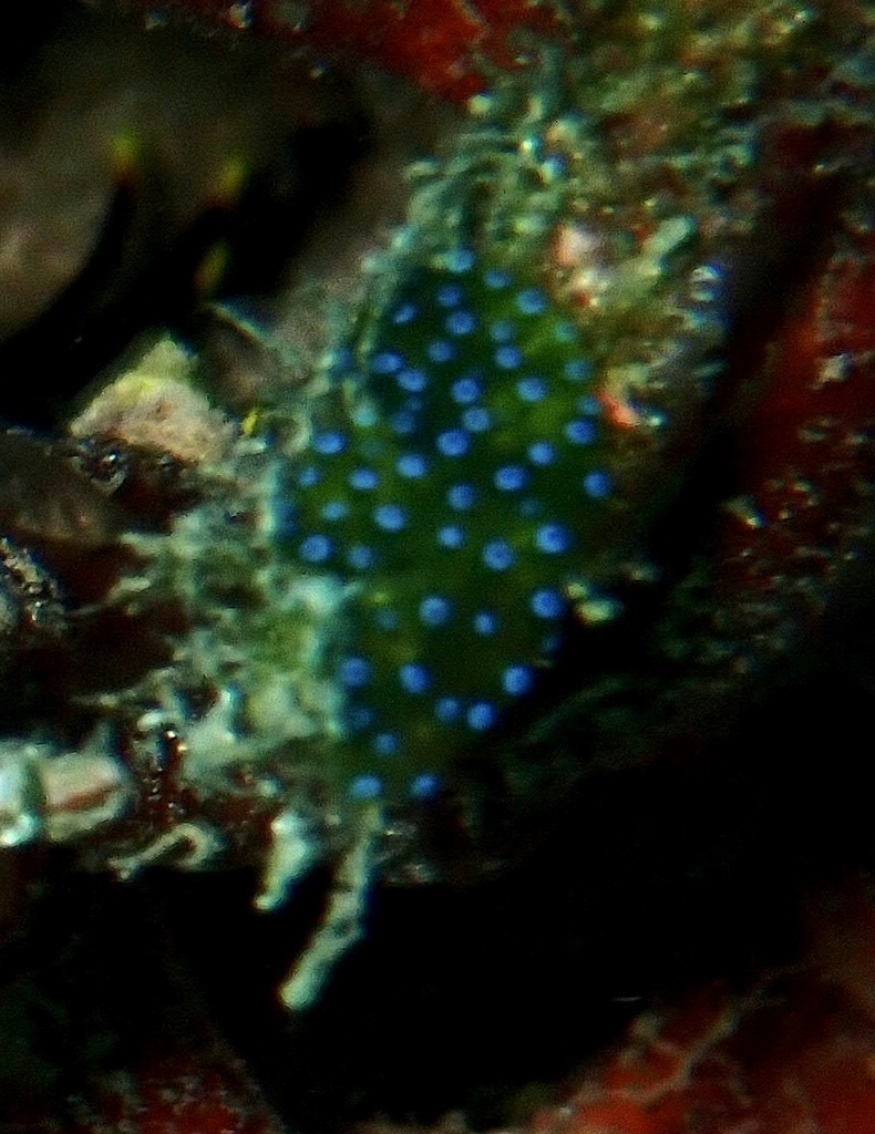Diplosoma virens