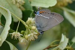 Satyrium spini