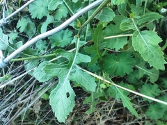 Diplotaxis erucoides